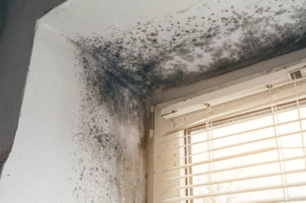 Affordable Mold Remediation solutions in Far Hills, NJ